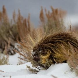 A Porcupine Nibble On Evergreen Sage In Wintertime Grand Teton National Park