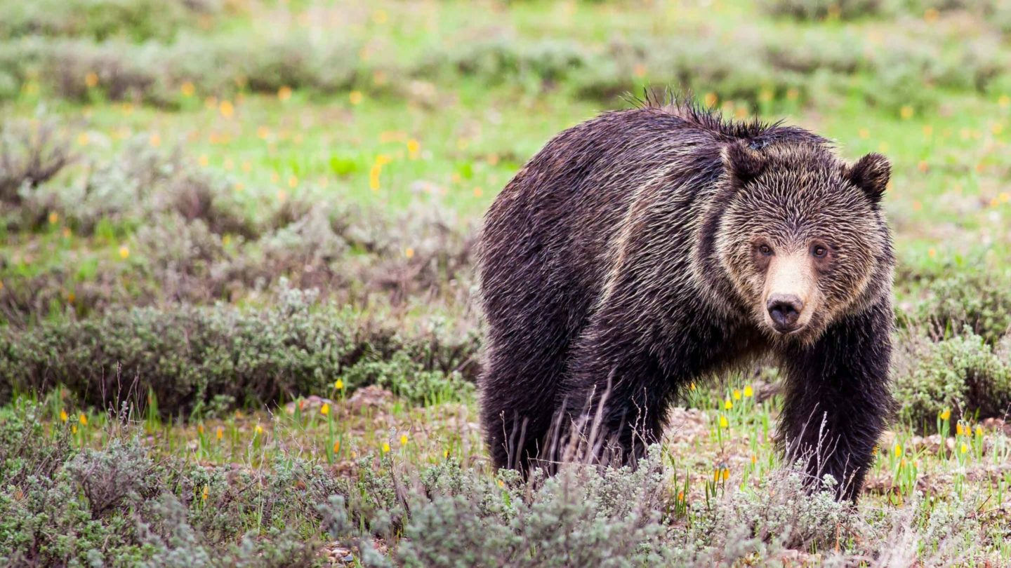 A Soaked Grizzly Bear Walks Through The Rain On A Spring Day In Grand Teton National Park